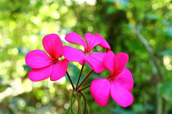 Geranium_7056 /Foto fr Pixabay