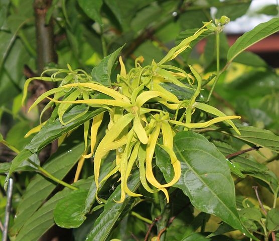 Ylang-ylang_7075 /Foto fr Pixabay