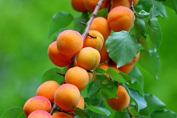 Aprikoskärnolja / Apricot seed oil - råvara