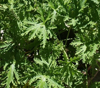 Citronella_7053 /Foto fr Pixabay