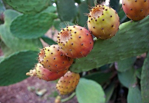 Kaktusfikonfröolja_11469-10 /Foto fr Pixabay