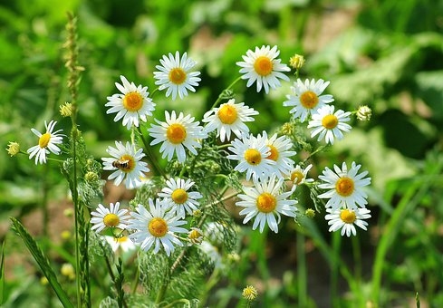 Kamomillolja_11471-100 /Foto fr Pixabay