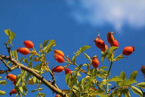 Nyponfröpulver - Rosehip seed powder