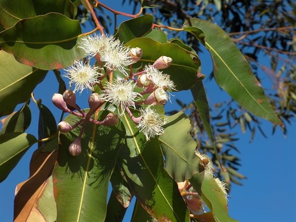 Eterisk Citroneukalyptus - Lemon scented gum oil  / Råvara