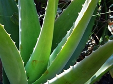 Aloe vera_7007 /Foto fr Pixabay