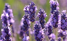 Lavendel-22035 /Foto fr Pixabay