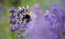 Lavendel_7063 /Foto fr Pixabay