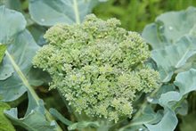 Broccoliolja / Broccoli seed oil - råvara