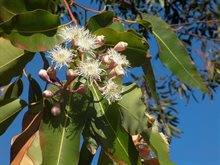 Eterisk Citroneukalyptus - Lemon scented gum oil  / Råvara